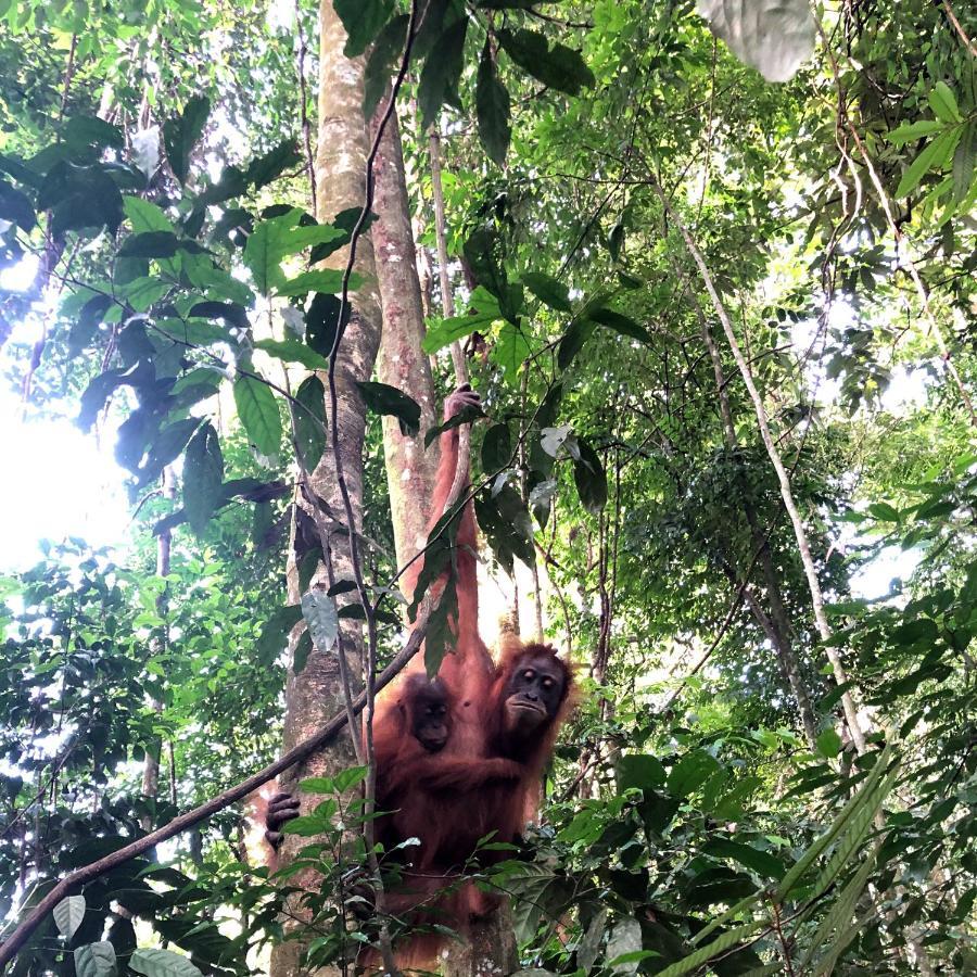 Thomas' Retreat Bukit Lawang Hotell Exteriör bild